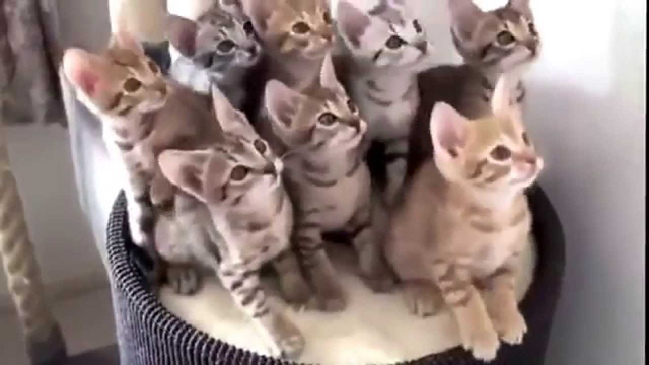 Şirin Kediler ! YouTube