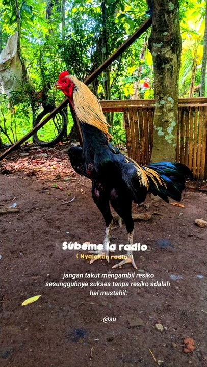 story'wa ayam BK