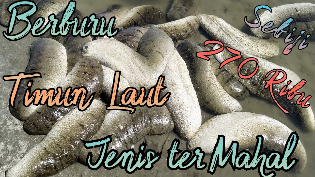 ‼️Berburu Teripang || Berburu Gamat || hunting for sea cucumbers @Azphen Palopo