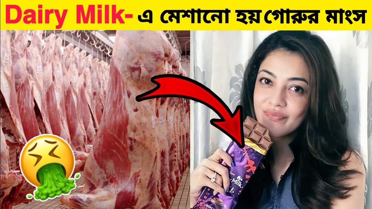 Cadbury dairy milk এ গোরুর মাংস 🤢😡 Beef in cadbury dairy milk🤮🤮🤢