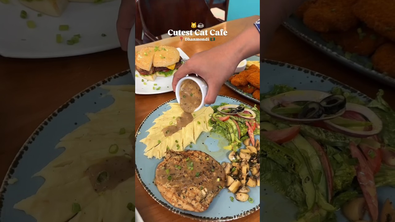 Cutest cat cafe 📍 Dhanmondi 🐱 