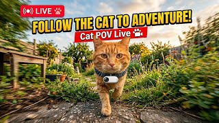 LIVE Cat POV Cam | Outdoor Cat Exploring Streets | Real-Time Adventure
