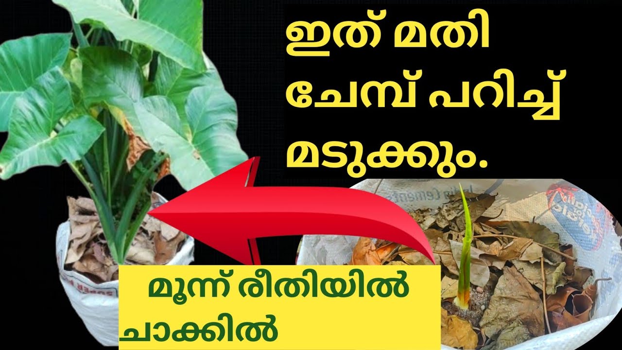 ഇത് ചേർത്താൽ 😲 ചാക്കിൽ ചേമ്പ് പറിച്ച് മടുക്കും. / Colocasia farming in sack / GiantTaro , colocasia