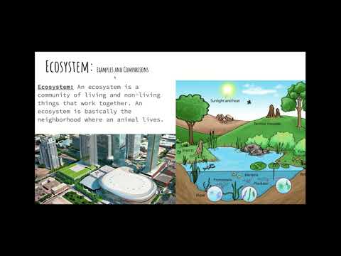 Lesson 4: Whats difference between Biomes, Ecosystems, and Habitats.
