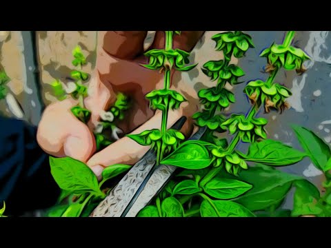 Video: Usos de la albahaca tailandesa - Aprende a plantar albahaca tailandesa