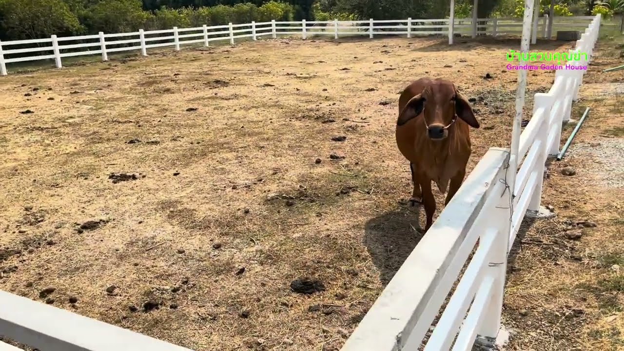 ตัดแต่งกิ่งต้นไม้พร้อมตัดหญ้ากันต่อครับ บ้านสวนคุณย่าโรส Grandma Garden House EP.181