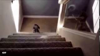 Husky fall down stairs and explodes NOW WITH SOUND EFFECTS