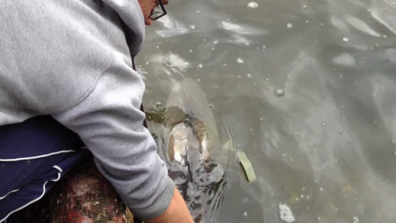 Suffolk Water Park, Releasing 4.3