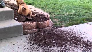 Sophie Digging In Britts Flowers