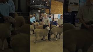 Exotic Breed You've Never Seen Getting Shorn