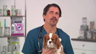 How To Protect Your Dog from Dog Flu: Canine Influenza (CIV) In Dogs