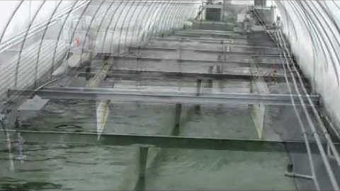 Algae Separation with US Centrifuge Systems and Hiller® Separation and Process