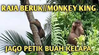 RAJA BERUK//MONKEY KING SANGAT JAGO PETIK BUAH KELAPA