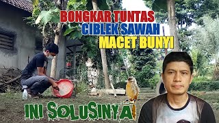 CARA MENGATASI CIBLEK SAWAH MACET BUNYI TAHUN 2022