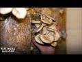 How underground farms grow mushrooms in coffee grounds  business insider
