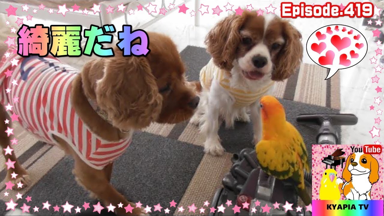 犬とインコ 仲良しで飼い主ひと安心419 Parakeet Cavalier Sun Conure Youtube 犬とインコ 仲良しで飼い主ひと安心419 Parakeet Cavalier Sun Conure Youtube