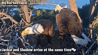 FOBBV CAM🦅Jackie \& Shadow Arrive At The Same Time💕2023-04-21