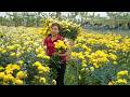 Harvesting Thousands of Yellow Chrysanthemums go Market to Sell – Beautiful Day in the Flower Field