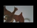 Videoclip bebés dragones volando # créditos y derechos para los creadores ❤️❤️