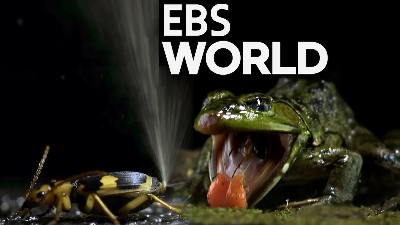 [ENG SUB] The Toad's Fate Swallowing a Bug That Explodes at 100°C! # ...