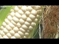 真っ白なトウモロコシ 但東町特産「シルクコーン」出荷始まる