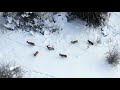 Jelenia zver v zime z dronu / Deer winter from drone