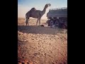 فحل بعير اكبر من السكس الوايت