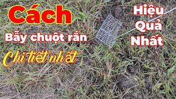 Cách bẫy chuột rắn chi tiết nhất...sau khi đồng đã cắt lúa... Tèo ngố TV.