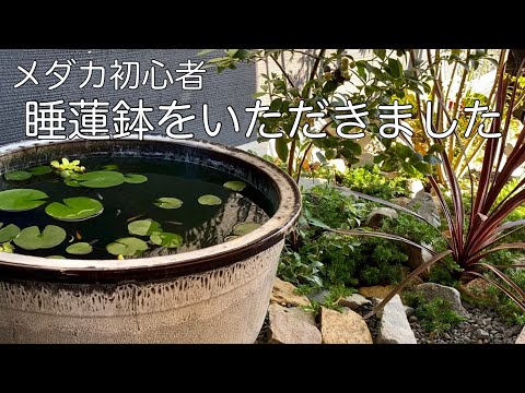 わが家にメダカと睡蓮鉢がやってきた:初心者めだかライフ