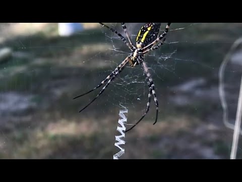 LEARN about the yellow garden spider (argiope aurantia) zigzag, corn, hay, mckinley