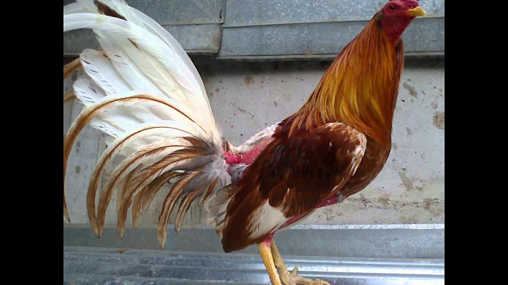 LARRY MARTINEZ    HAY GALLOS EN MATURN
