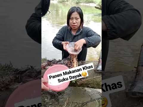 Panen Tembiluk Makanan Khas dayak #sukudayak #dayak #kehidupansukudayak #kalimantan