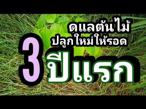 วีดีโอ: ปลูกเถาวัลย์บนต้นไม้ - คุณควรปล่อยให้เถาวัลย์เติบโตบนต้นไม้ไหม