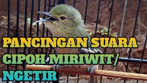 Pancingan Miriwit||Suara Cipow Full Miriwit/Ngetir