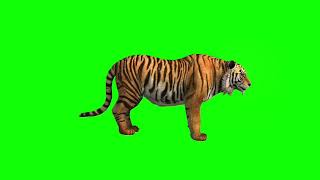 4K Tiger 🐅 Green screen /Animal cartoon green screen video no copyright #green_status #greenscreen