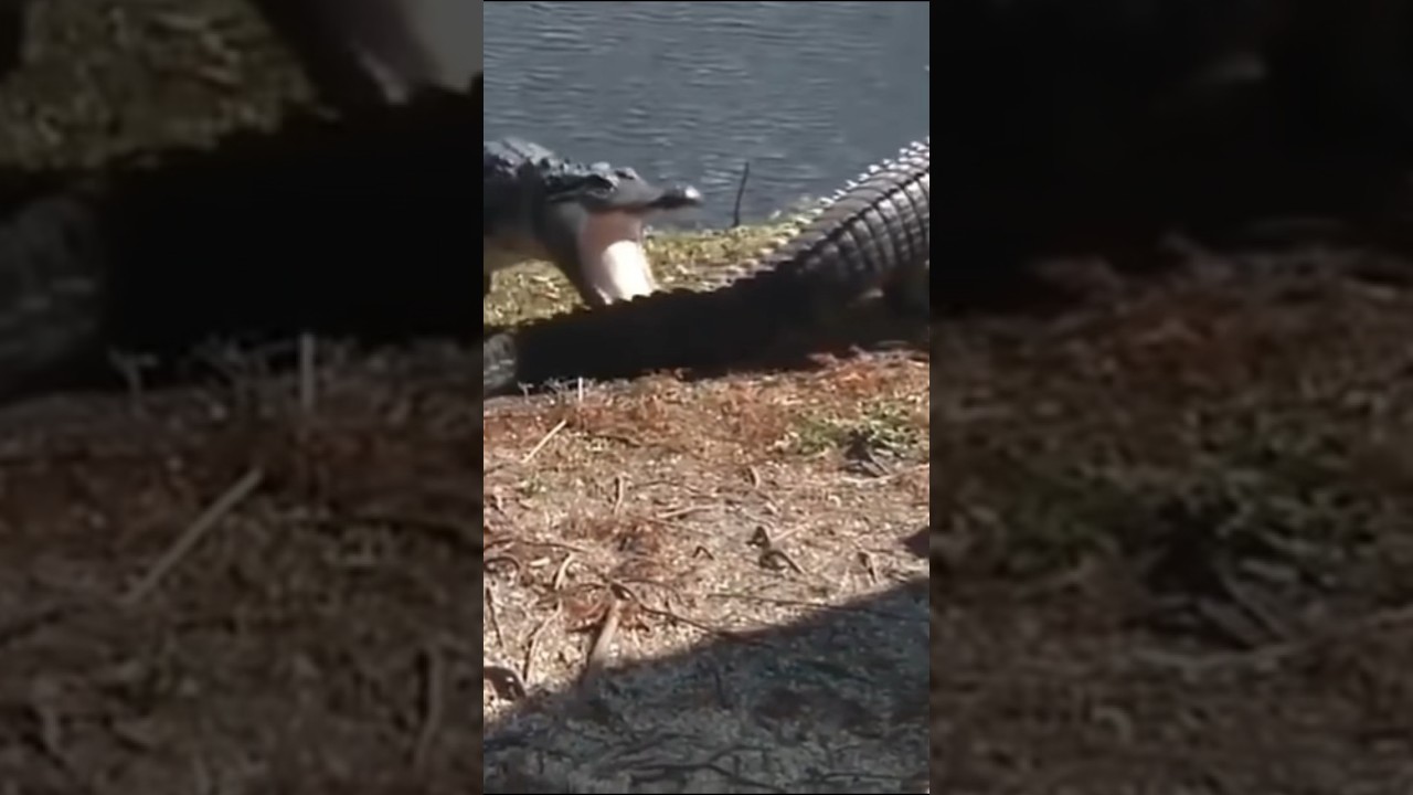 Surprise butr from a crocodile 🐊 