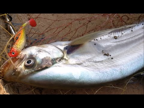 ตกปลาเบี้ยว Catching fish with Soft Plastics fishing