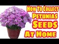 37,How To Collect Petunias Seed&#39;s. Collect Petunias Seed&#39;s To Grow Next Winter Season.