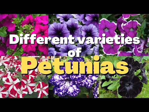 Video: Fiori di petunia rosa: quali sono le varietà di petunia rosa più popolari