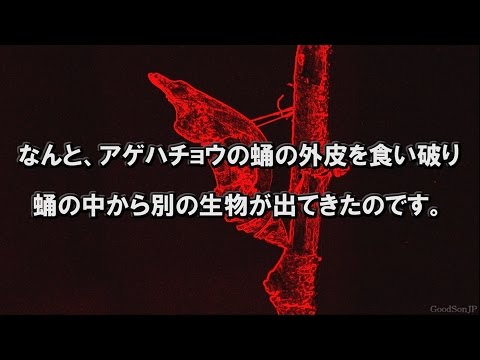 アゲハチョウ 死の蛹化 Youtube