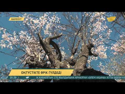 Бейне: Өрік гүлі мен нарцисся - гүлдену мен қытайлық Жаңа жыл нышандары