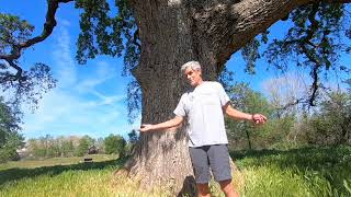 Valley Oak Trees / Quercus lobata