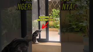 KUCING MASTERMIND!  #kucinglucu #kucingpintar