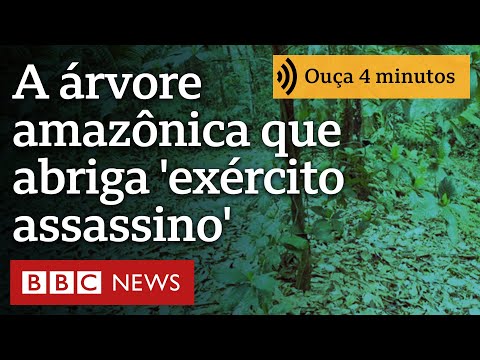 Jogos de Pequim 2022: por que Olimpíada de Inverno vai usar neve artificial  em vez de natural - BBC News Brasil