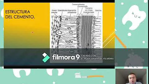 Qual é a função do cemento radicular?