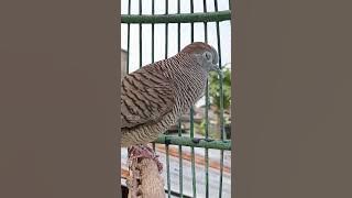 Perkutut Lokal Pemikat segala jenis tekukur liar auto Mendekat #tekukur #perkututlokal #perkutut