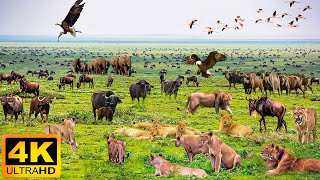 Африканская дикая природа в 4K: Национальный парк Мана-Пулс — живописный фильм о дикой природе с реа