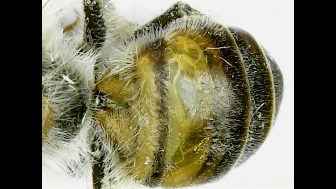 insects-body-parts-youtube