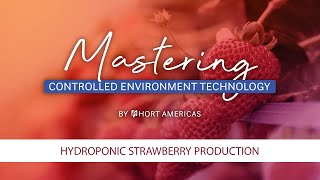 Mastering Hydroponic Strawberries Farming | Modern Agriculture \& Growing Strawberries Hydroponically