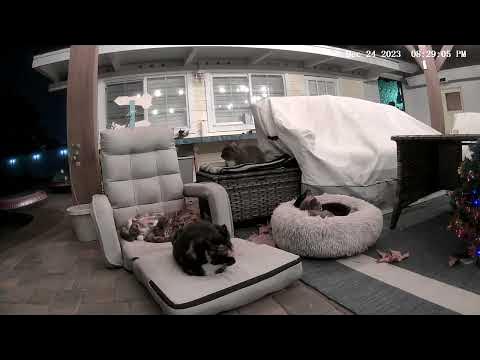 camkitties 43 CamKitties - YouTube